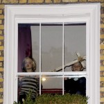 Angelina Jolie takes her children for a playdate with Gwen Stefani's boys after visiting Gwen's home in London Angelina Jolie takes her children for a playdate with Gwen Stefani's boys after visiting Gwen's home in London