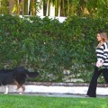 Pregnant Hilary Duff cuts some flowers with her faithful dog at her side then goes to her morning Pilates class in Toluca Lake, California on September 20, 2011.