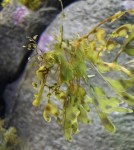 IMG_3091 (Large)