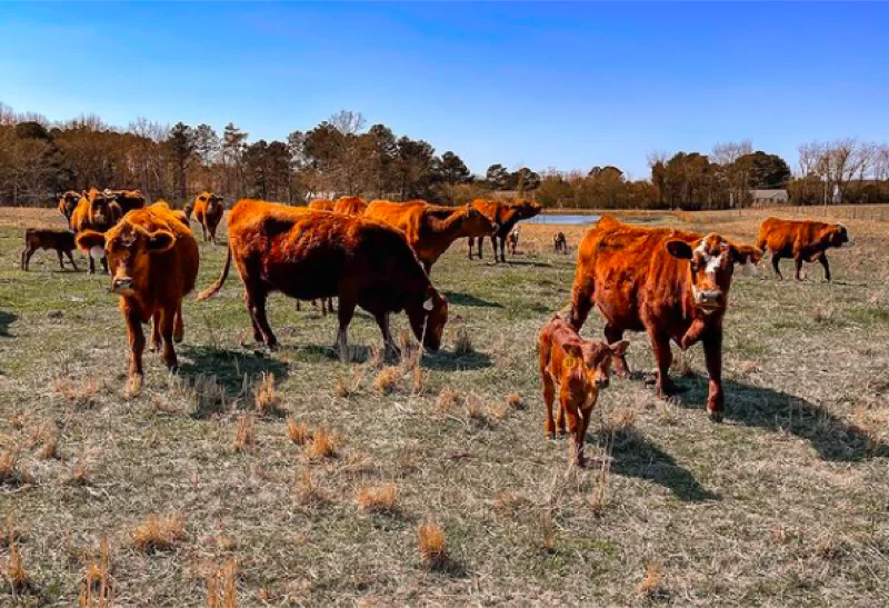 Sweet Hoe Sextuplets