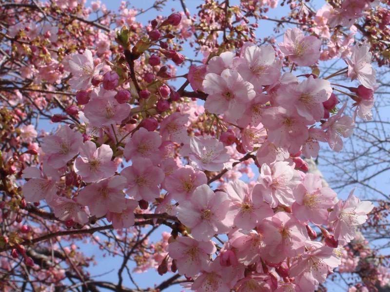 Japan's Cherry Blossoms