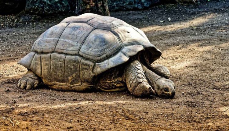 galapagos-giant-tortoise