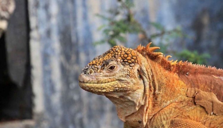 galapagos-pink-iguana