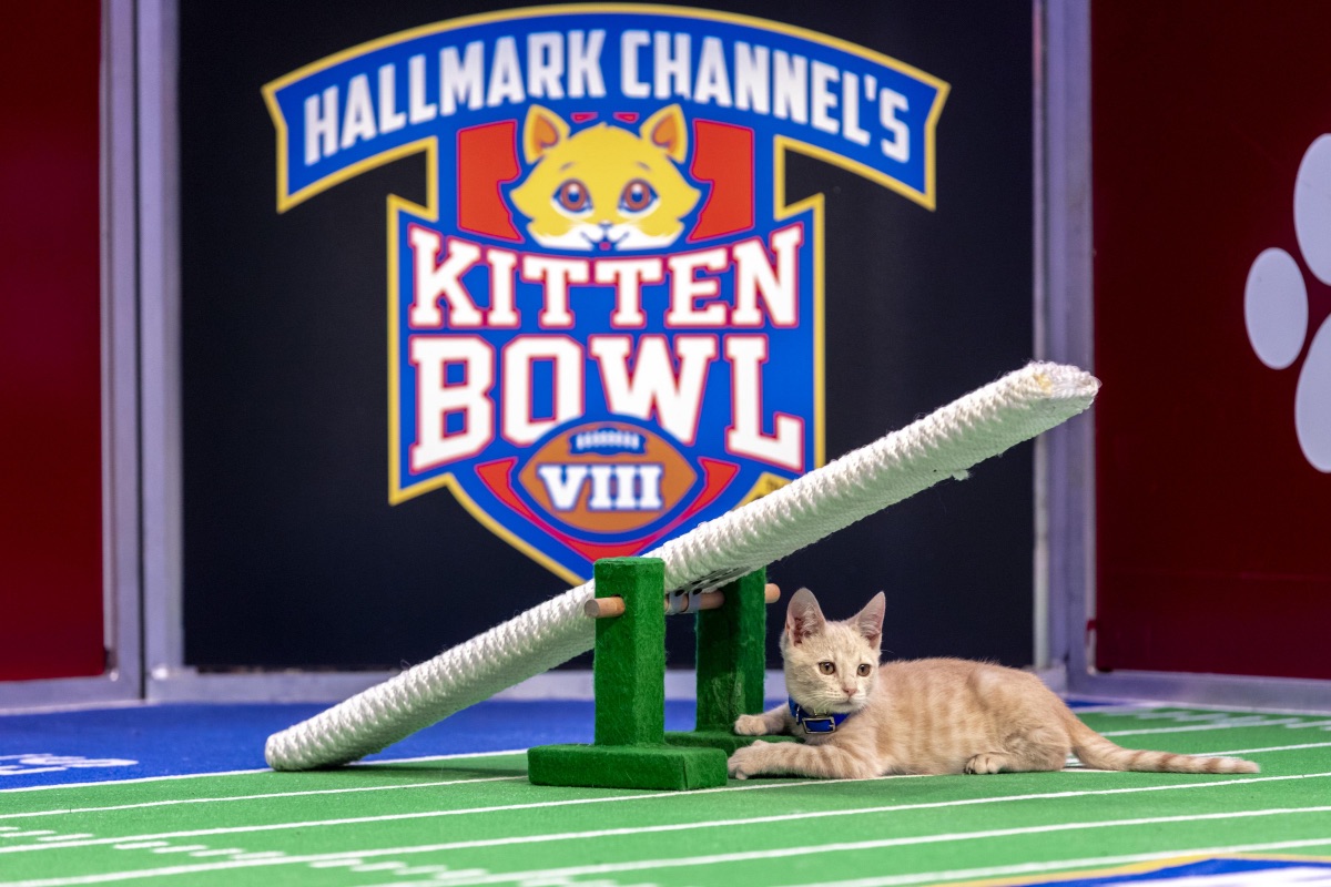Hallmark May Have Canceled Kitten Bowl, But Its Stars Continue To Work On It