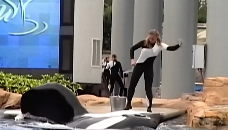 Dawn was killed by Tillikum in 2010 - Blackfish - YouTube