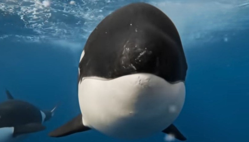 alleged death of Marine Park orca trainer Jessica Radcliffe - Image - BBC - YouTube