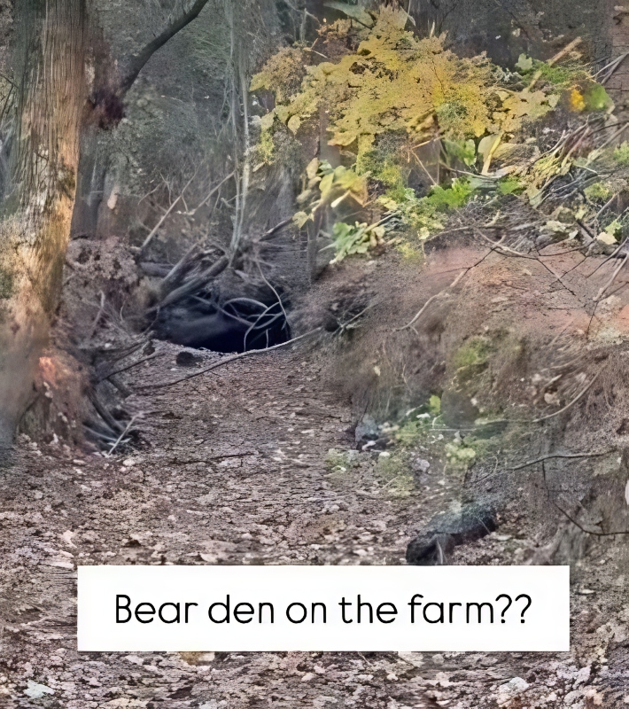 Is there a bear den in this pic - @taedafarms - Instagram