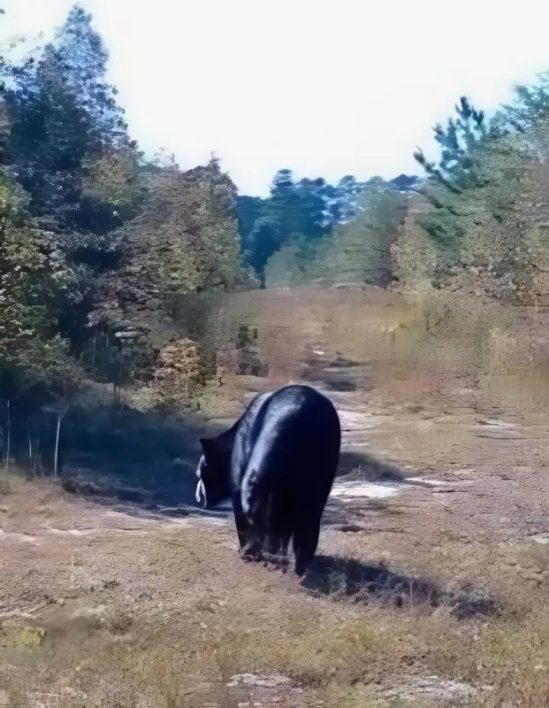 Janelle shares more photos of bears - Instagram