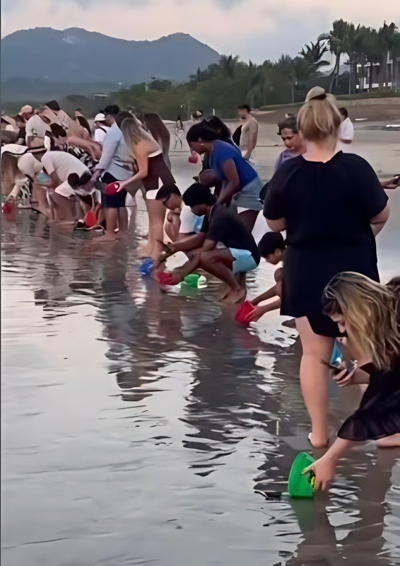 The baby turtle release - @nancyleegrahn - Instagram