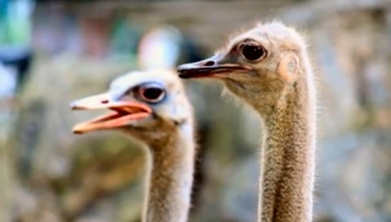 A big eye in an ostrich- Untamed Animal Facts - YouTube