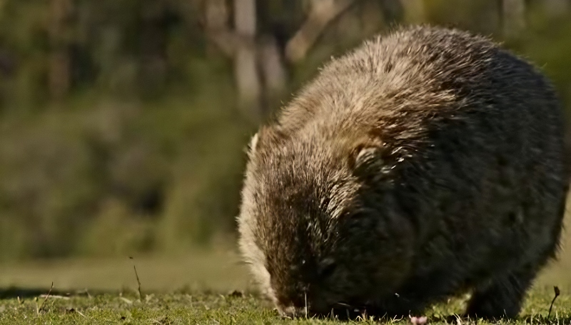 A wombat - Terra Mater - YouTube