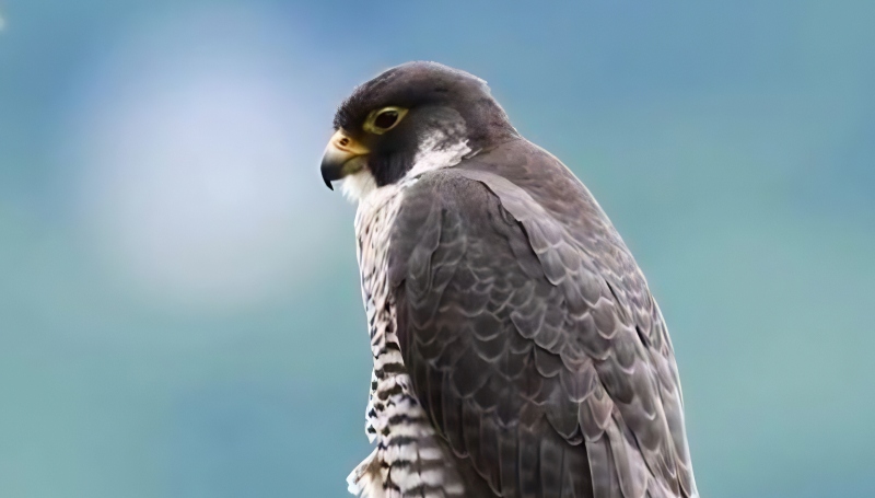 Birds sleep with an eye open - All Things Birdie - YouTube