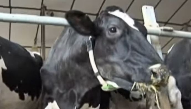 cows have 4 sections of tummy - Agricomm - YouTube