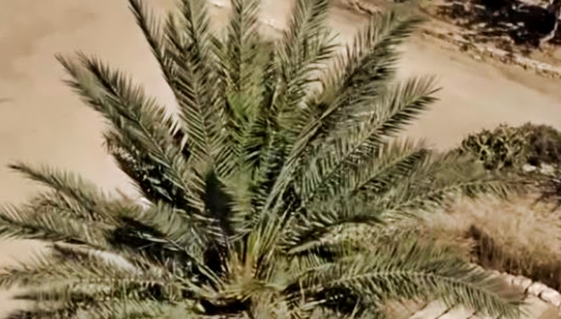 Methuselah the miracle date palm tree - BBC Global - YouTube