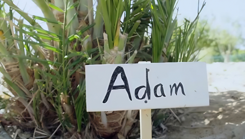 The trees got names - BBC Global - YouTube