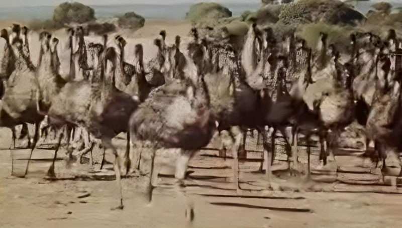 Thousands of hungry emus - ABC Australia - YouTube