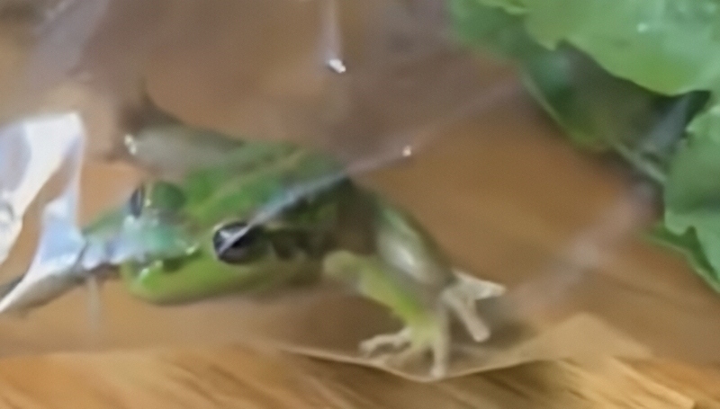 Frog in a salad - 10 News - YouTube