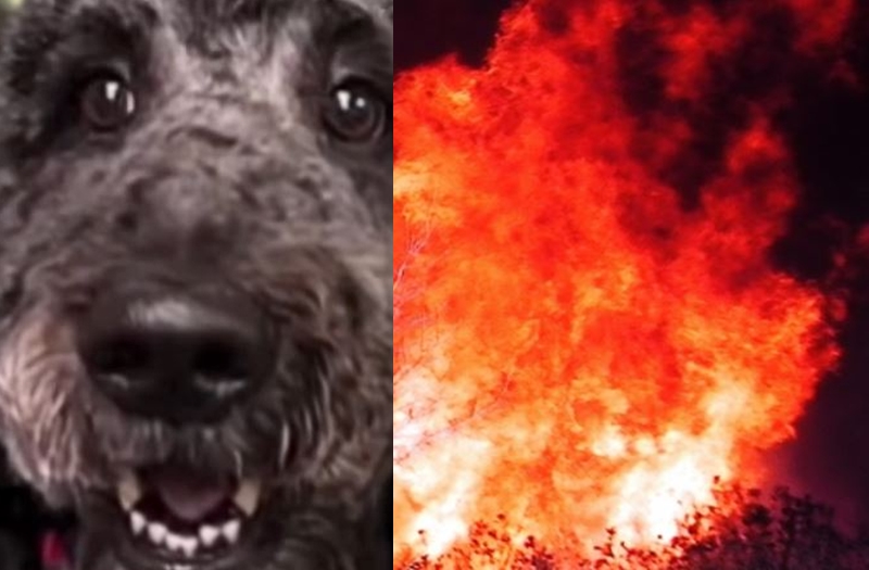 Hero Poodle Squilliam Saves Owner From Fire - ABC YouTube
