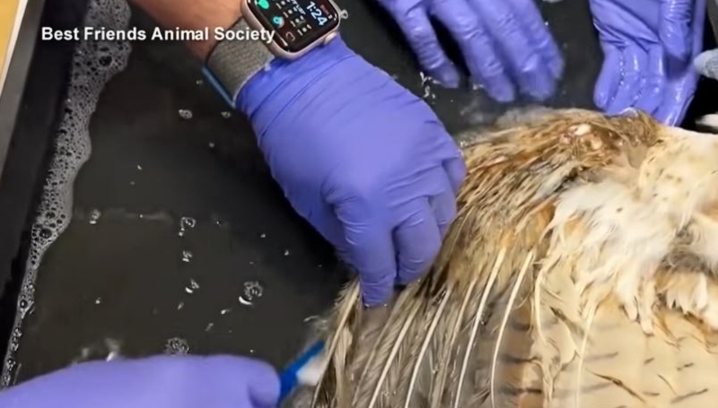 The owl cleaning operation - via ABC News - YouTube