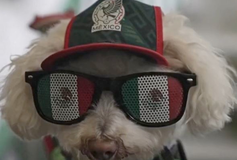World Cup Pup Osito - NDTV - YouTube
