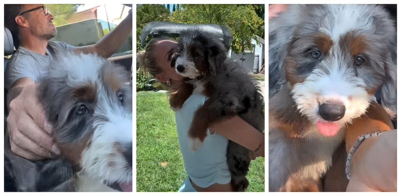 Sharna shares pics of their cute puppy - Instagram