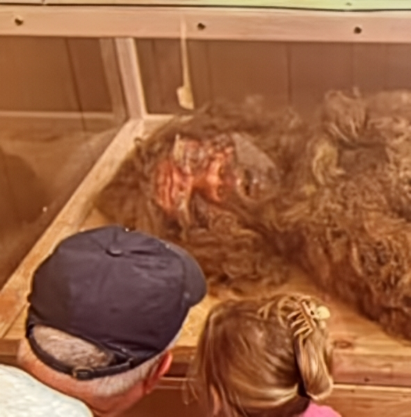 The Bigfoot display via @bigfootsremains - Instagram